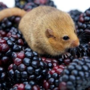 Meet your Posher, Noah